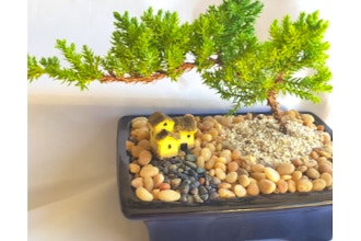 All Ages Plant Nite: Juniper Bonsai Tree for Beginners